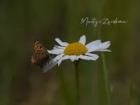 Kleine vuurvlinder [Lycaena phlaeas] - Wilgenplaspark Rotterdam (5mei2026)