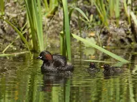 Dodaars [Tachybaptus ruficollis] - Vrouwenpolder Zeeland (22mei2026)   