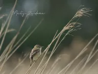 Rietzanger [Acrocephalus schoenobaenus] - Zevenhuizenplas Rotterdam (5mei2026)