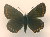 Plebeius-artaxerxes-HH